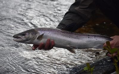 Fishing for Silver on the Carron